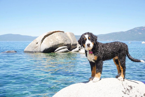 Climate Change Involving Lake Tahoe